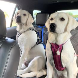 Labrador Retriever All Grown Up from Chateau St. John