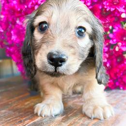 Posie - Cream female Dachshund puppy in Sylvania, Alabama from Yancey’s Doxies
