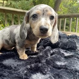 Dachshund Puppies from Doxie Dapples