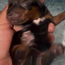 Romeo - Black and gold male Yorkshire Terrier puppy in Gilbert, Arizona from Yorkie Your Soulmate Puppy