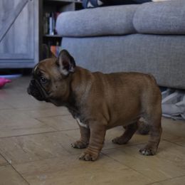 French Bulldog Puppies from Poppy’s Frenchies