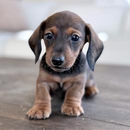 Indy - Red male Dachshund puppy in Crystal, Michigan from Mare-Bella Smoothcoat Edition