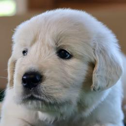 Silver Collar Boy - Light golden male Golden Retriever puppy in Riverview, Florida from English Cream Goldens of Tampa Bay