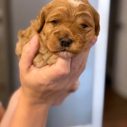 Boy 1 - Red male Cockapoo puppy in Colorado Springs, Colorado from Garrett Doodles