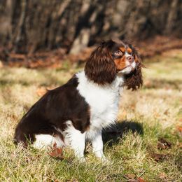 Xocolatl - Cavalier King Charles Spaniel