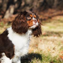 Xocolatl - Cavalier King Charles Spaniel