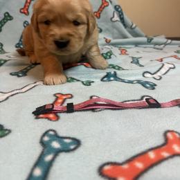 Girl 1-Pink - Golden female Golden Retriever puppy in North Pole, Alaska from Mulberry Retrievers