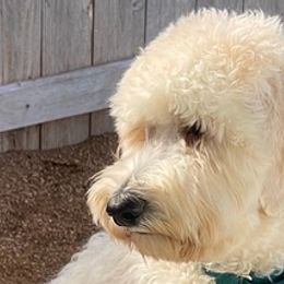 Goldendoodles from Marley’s Dream Doodles