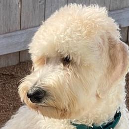 Goldendoodles from Marley’s Dream Doodles