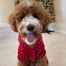 Goldendoodle and Poodle Puppies from CharleighRae Poodles and Doodles