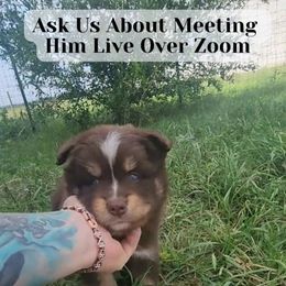 Bud - Chocolate male Pomsky puppy in Weir, Texas from Bluebonnet Pomskies
