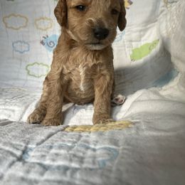 Goldendoodle Puppies from Cassie Farms