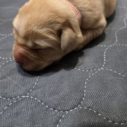 Labrador Retriever Puppies from Ruby Rose Labradors