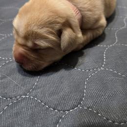 Labrador Retriever Puppies from Ruby Rose Labradors