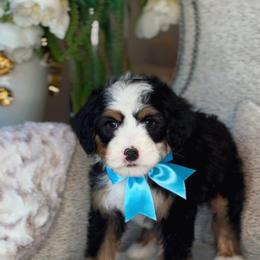 Aqua - Tri-color male Bernedoodle puppy in West Jordan, Utah from Doodles Friend