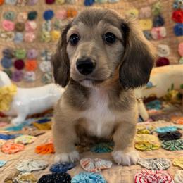 Blaze (3200) - Cream male Dachshund puppy in Hensley, Arkansas from The Dachshund Barn