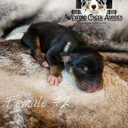 Girl 2 - female Australian Shepherd puppy in Harpers Ferry, Iowa from Wexford Creek Aussies, LLC