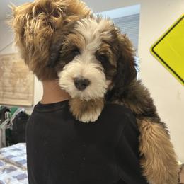 Bernedoodle and Cavapoo Puppies from Main Street Bernedoodles