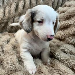 White piebald long hair girl - Piebald female Dachshund puppy in Sylvania, Alabama from Turner Delightful Dachshund Farm & German Short Hair Pointers