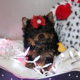 Yorkshire Terrier Puppies from Reed ridge kennels
