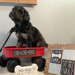 Aussiedoodle Puppies from Double K Farms