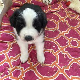 Boy 4 - Black and white male Border Collie puppy in Arlington, Washington from Classic kennel