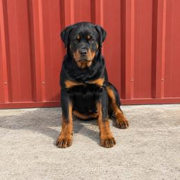 Meeka - Black and mahogany female Rottweiler puppy in Parker, Colorado from Denver Rottweilers