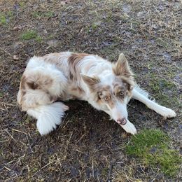 Aussiedoodles, Border Collies, and Bordoodles from Chwalinski Ranch