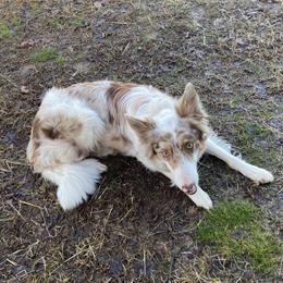 Aussiedoodles, Border Collies, and Bordoodles from Chwalinski Ranch