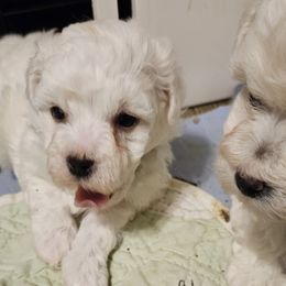 Bichon Frise, Maltese, Maltipoo, and Shih Tzu Puppies from Cooley's Cuddle Pups