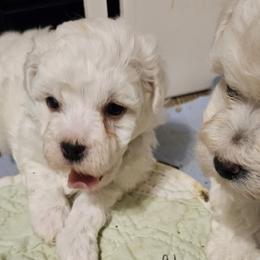 Bichon Frise, Maltese, Maltipoo, and Shih Tzu Puppies from Cooley's Cuddle Pups