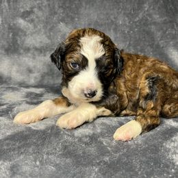 Girl 2 - Sable female Aussiedoodle puppy in Alabama from SBA Aussies