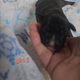 Girl 5 - Brindle female Boxer puppy in Temple, Georgia from B&B Boxers
