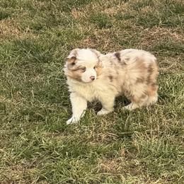 Jackson - Miniature American Shepherd