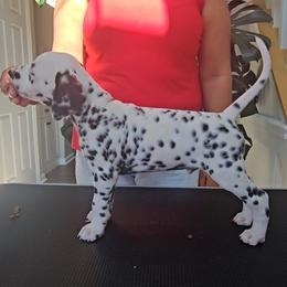 Dalmatian Puppies from Spotted Theory