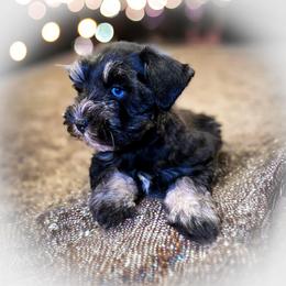 Miniature Schnauzer Puppies from Enchanted Paws