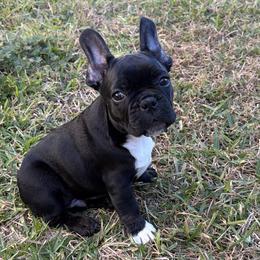 French Bulldogs, Mal-Shis, and Morkies from Woodpecker Ridge Pups