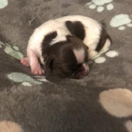 Poppy - Tricolor female Shih Tzu puppy in Milton, Florida from Shih tzu adventures of Santa Rosa Florida