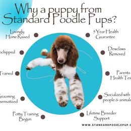 Romeo - Silver male Poodle puppy in Meadowbrook, California from Standard Poodle Pups
