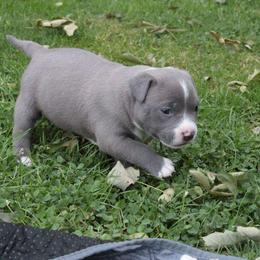 Shelby - Blue female American Bully puppy in Jefferson, Ohio from Blue Fury's