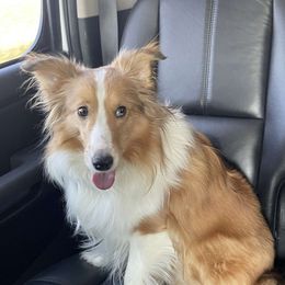 Chassis - Shetland Sheepdog