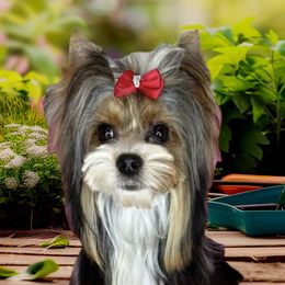 Elpida - Biewer Terrier