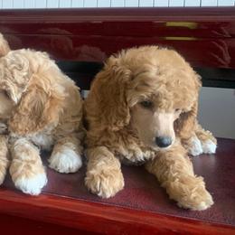 Poodle Puppies from Merrily Miniature Poodles