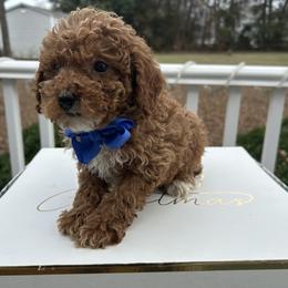 Franco - Red  male Poodle puppy in Mint Hill, North Carolina from DoodleForever