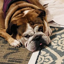 Miah - Bulldog