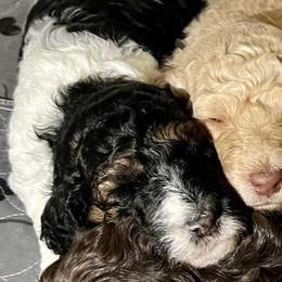 Bernedoodles, Dachshunds, and Poodles from Chocolate Pet Connection