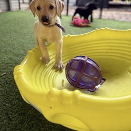 Purple collar female - Yellow female Labrador Retriever puppy in Gainesville, Georgia from Rucker Retrievers