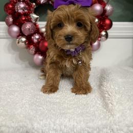 Ruby - Red female Maltipoo puppy in Philadelphia, Pennsylvania from HMH’s Boxers, Maltipoos & Cavaliers