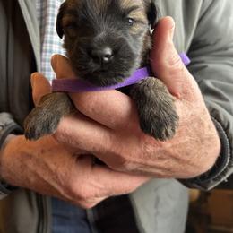 Ali (Purple collar) - Wheaten female Soft Coated Wheaten Terrier puppy in Cody, Wyoming from Yellowstone Breeders