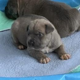 Boy 1 - Fawn male Cane Corso puppy in Waldorf, Maryland from Myles High Dog Club